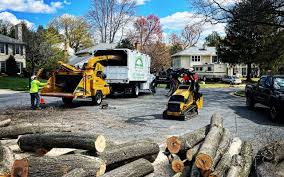 Tree and Shrub Care in Camp Point, IL