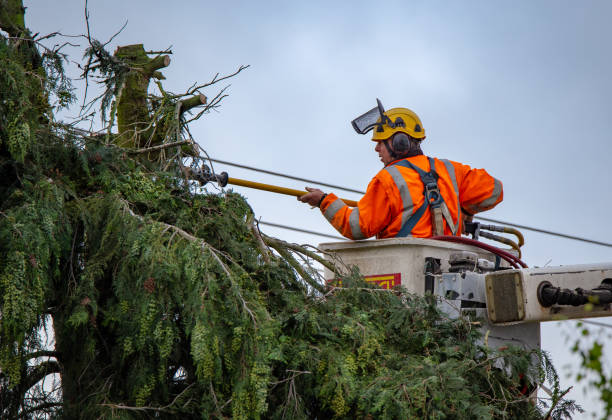 Trusted Camp Point, IL Tree Services Experts