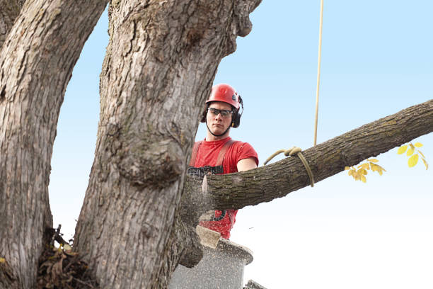 How Our Tree Care Process Works  in  Camp Point, IL